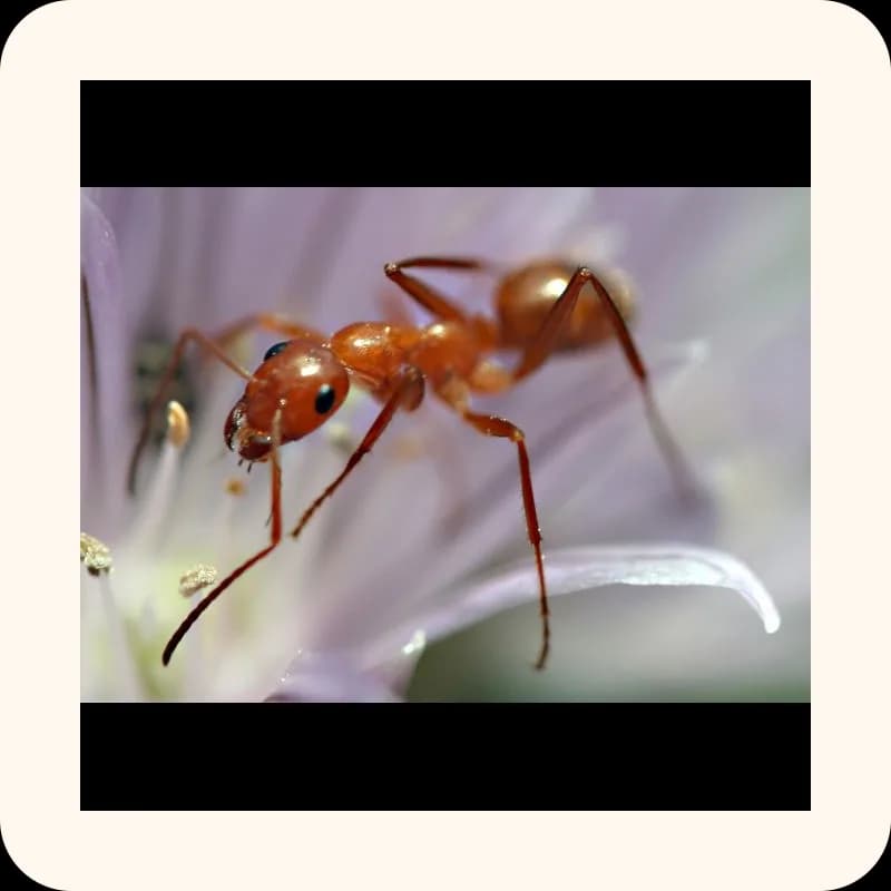 ant