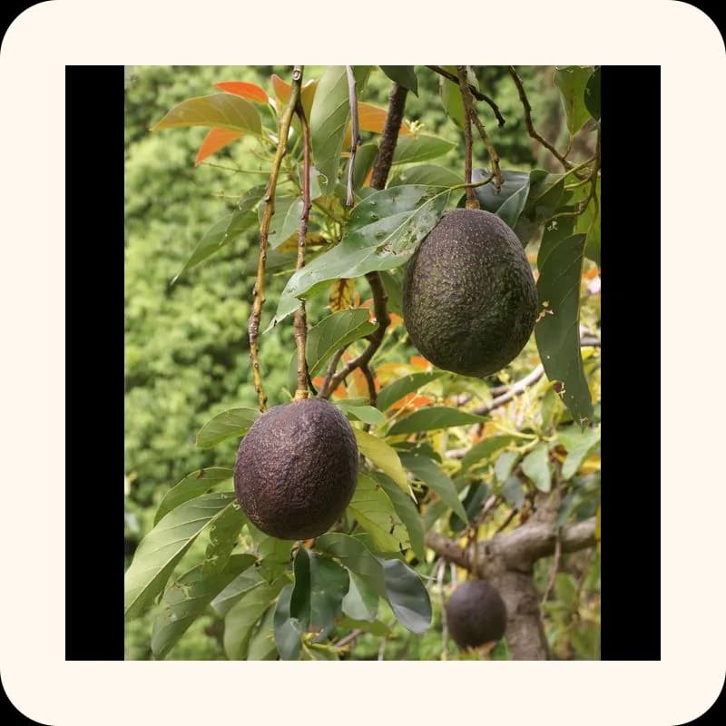 avocado
