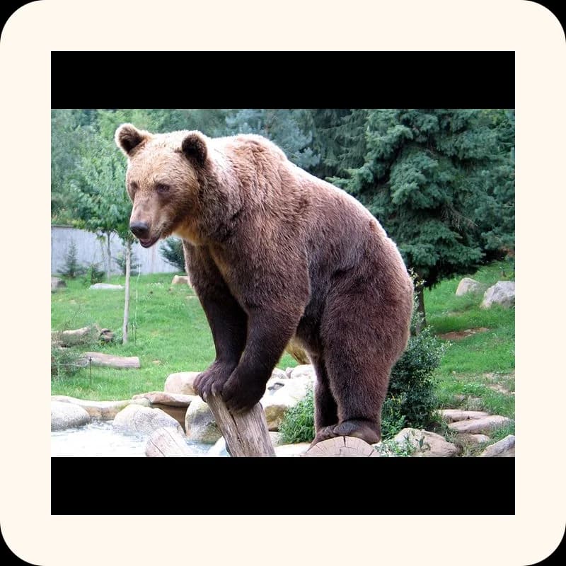 bear