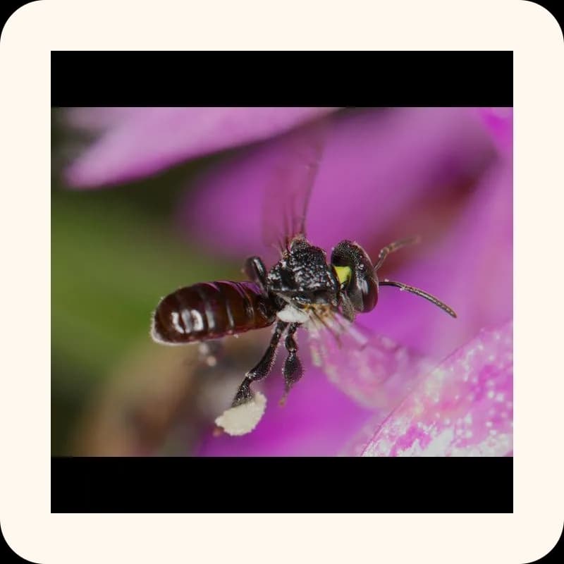 bee