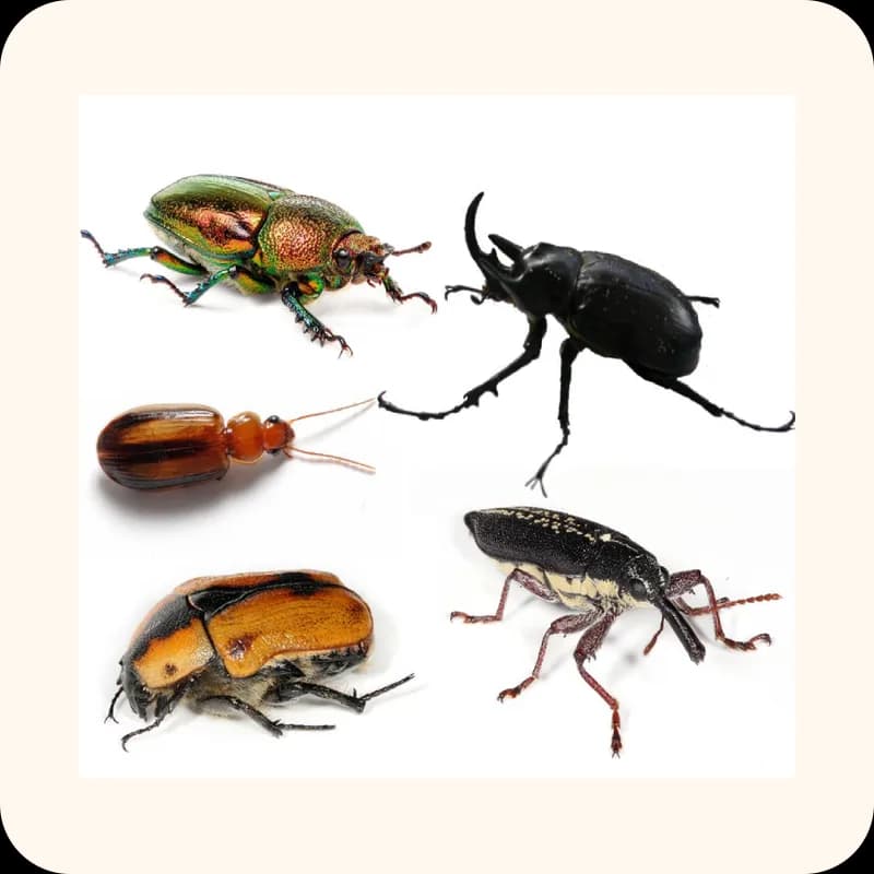 beetle