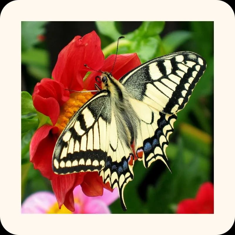 butterfly