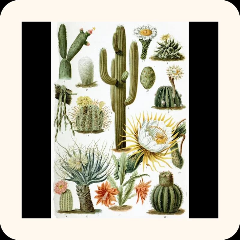cactus