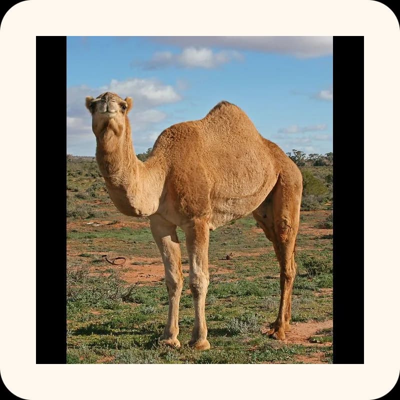 camel