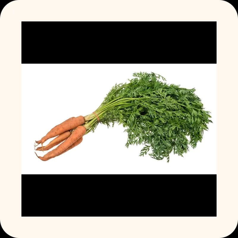 carrot