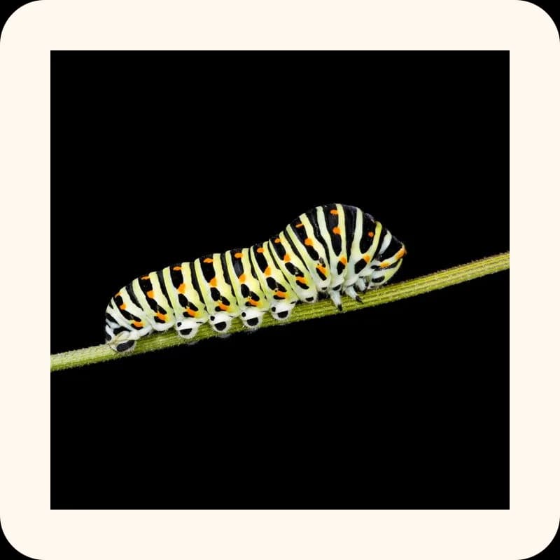 caterpillar