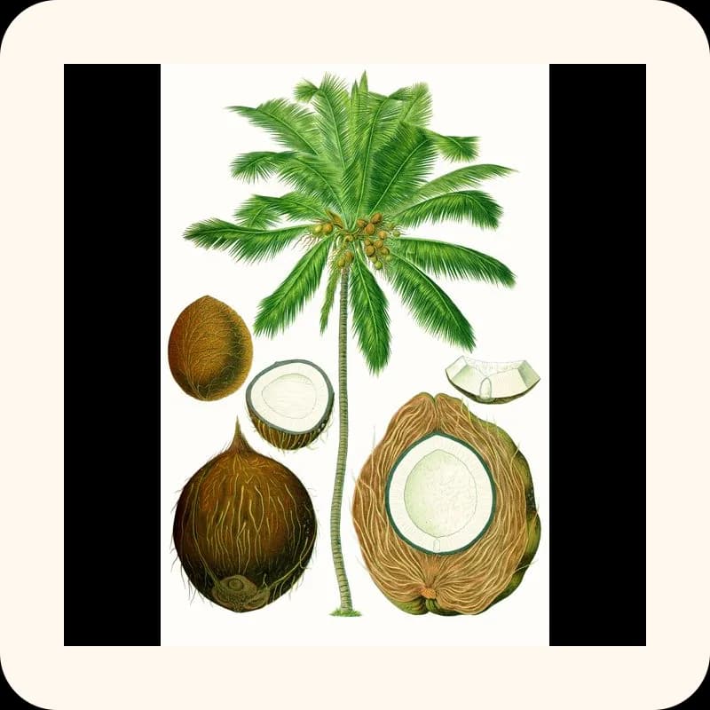 coconut