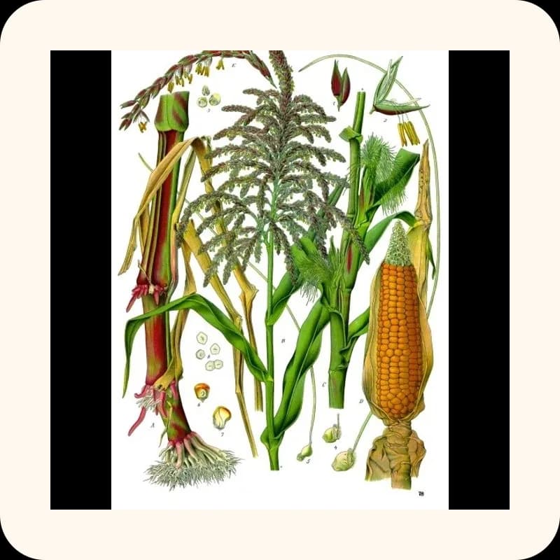 corn