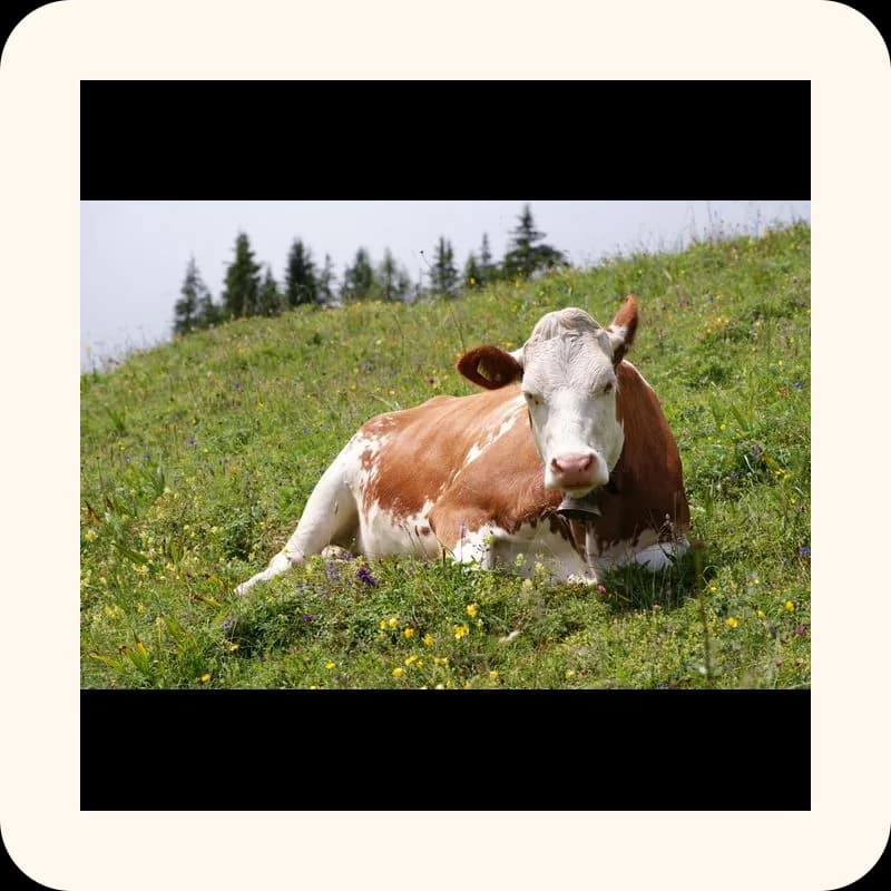 cow