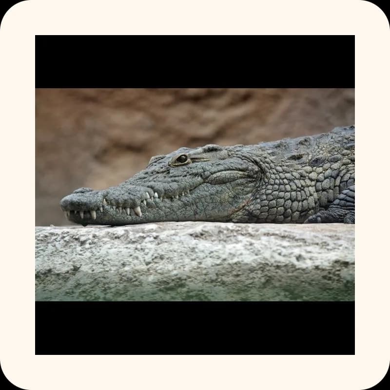 crocodile