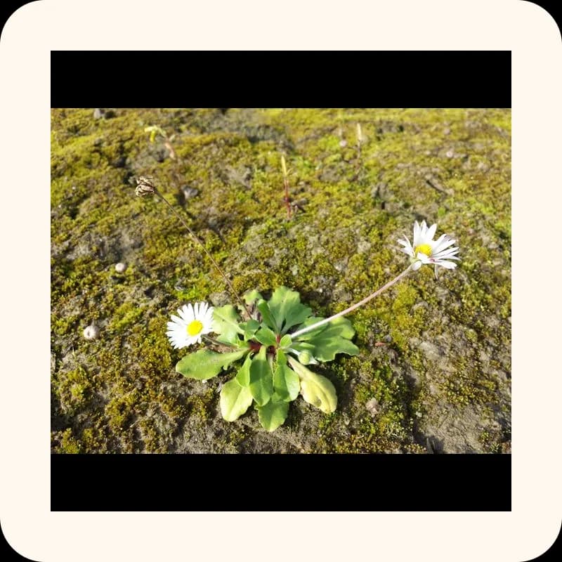 daisy