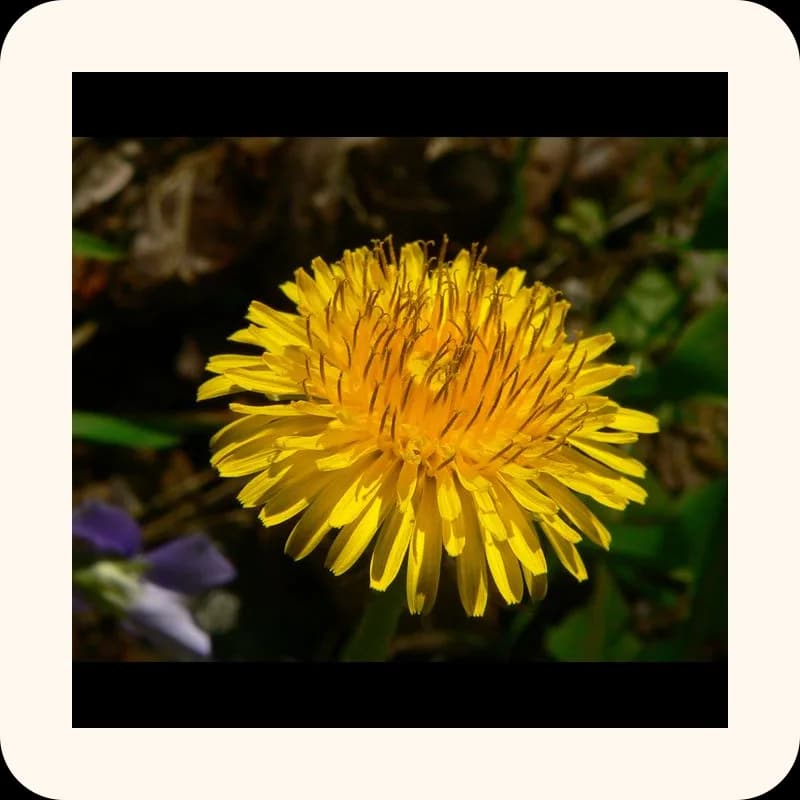 dandelion