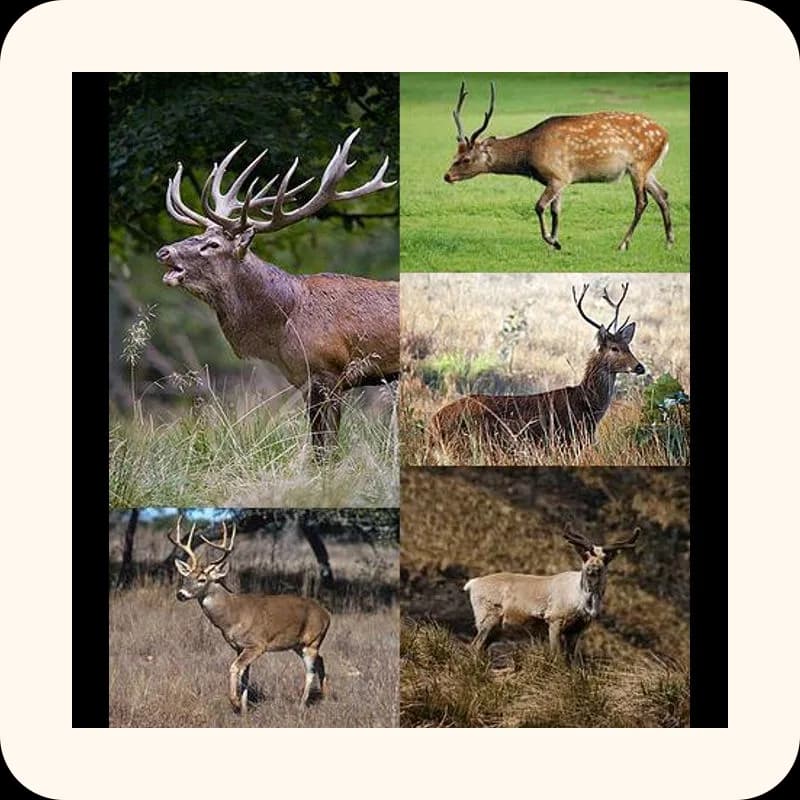 deer