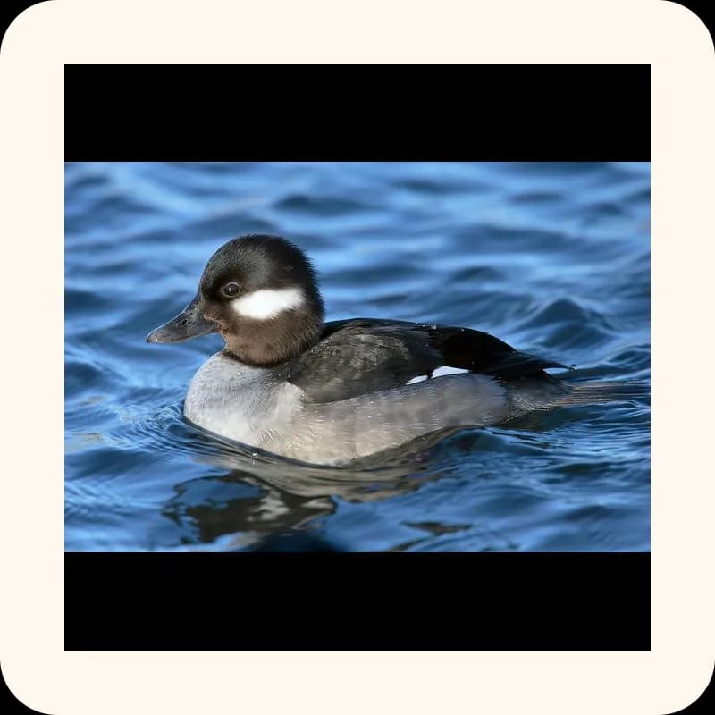 duck