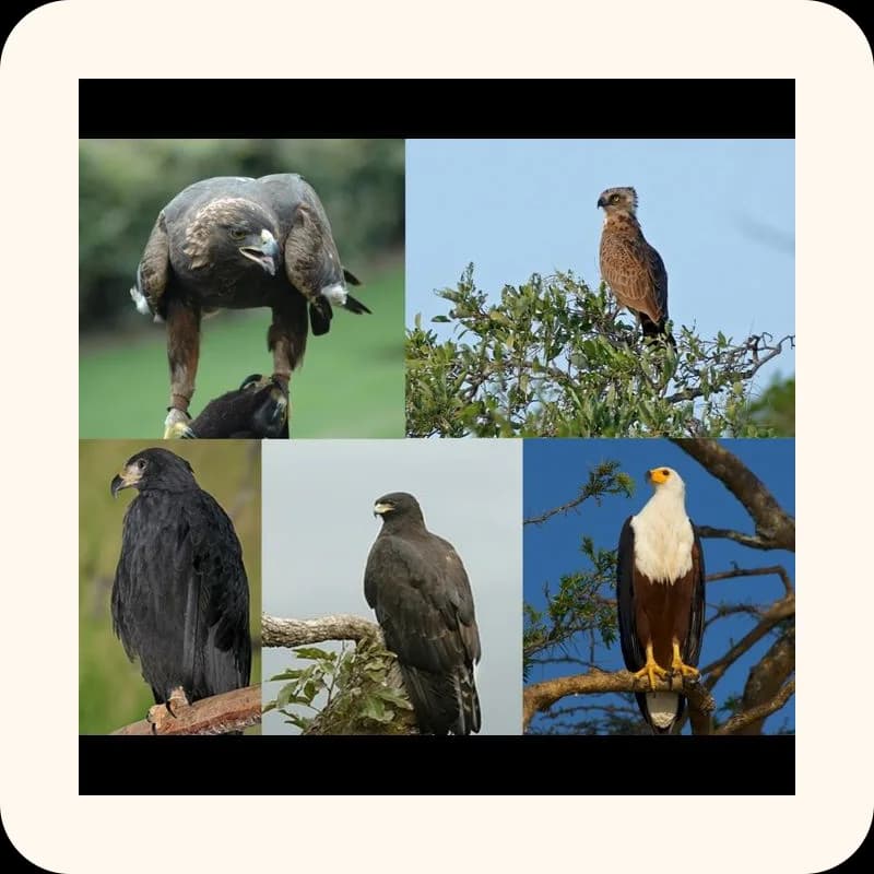 eagle