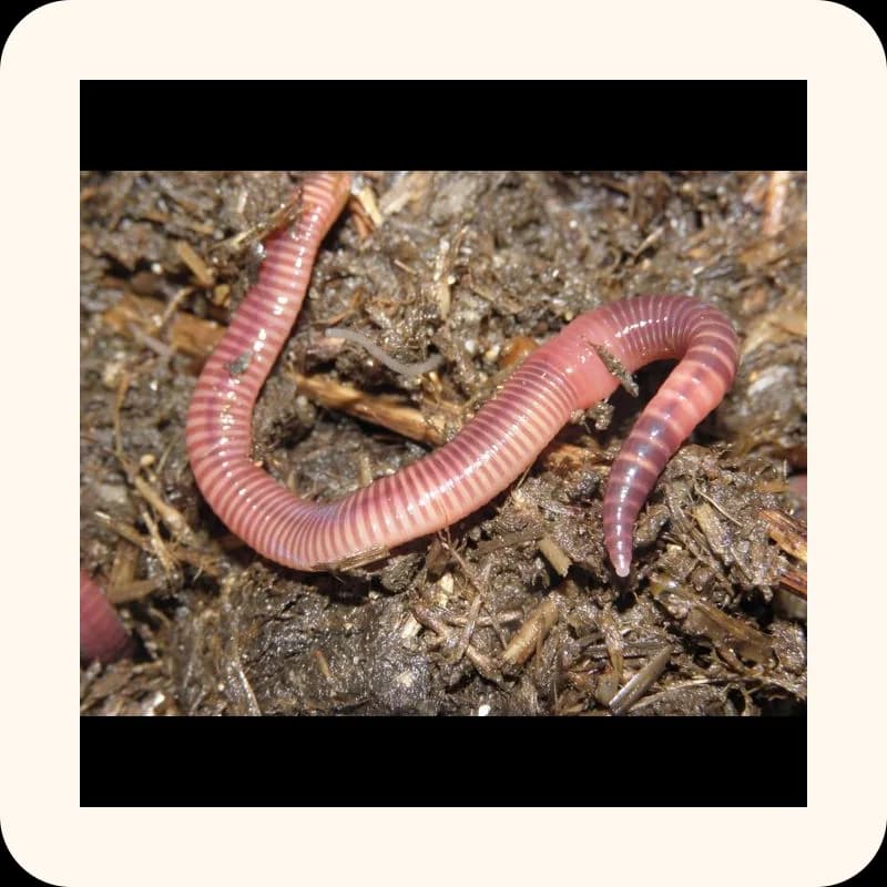 worm