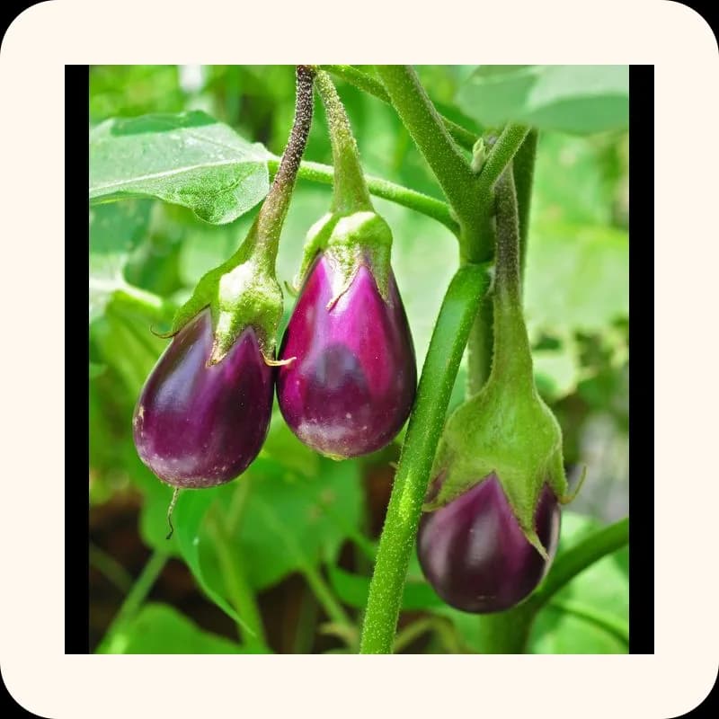 eggplant