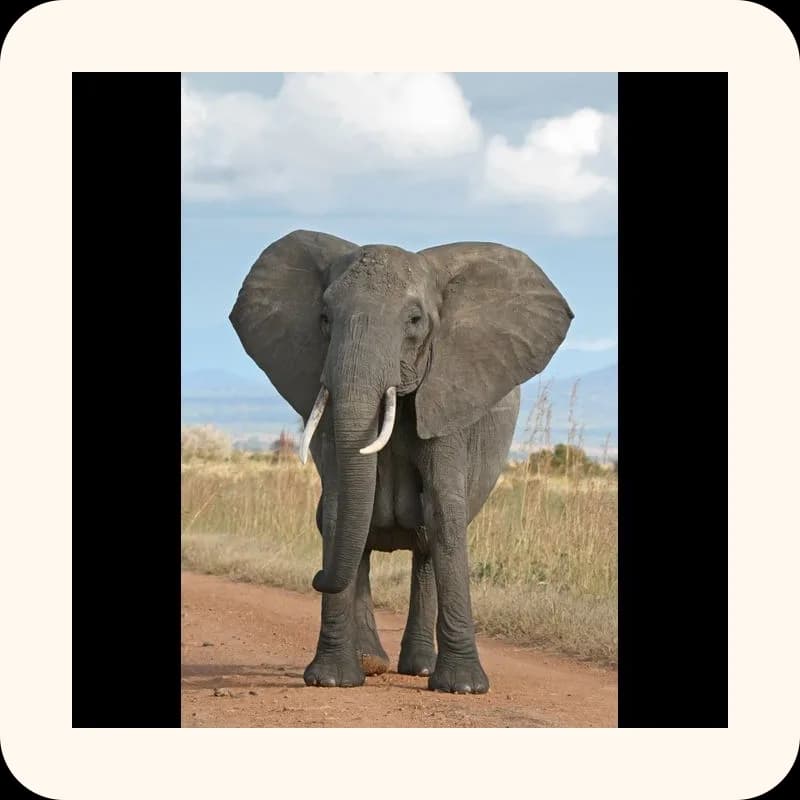 elephant