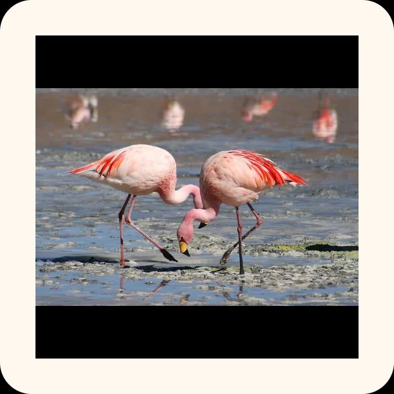 flamingo