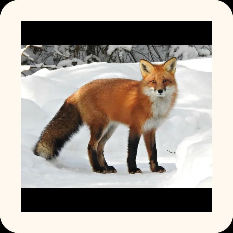 fox