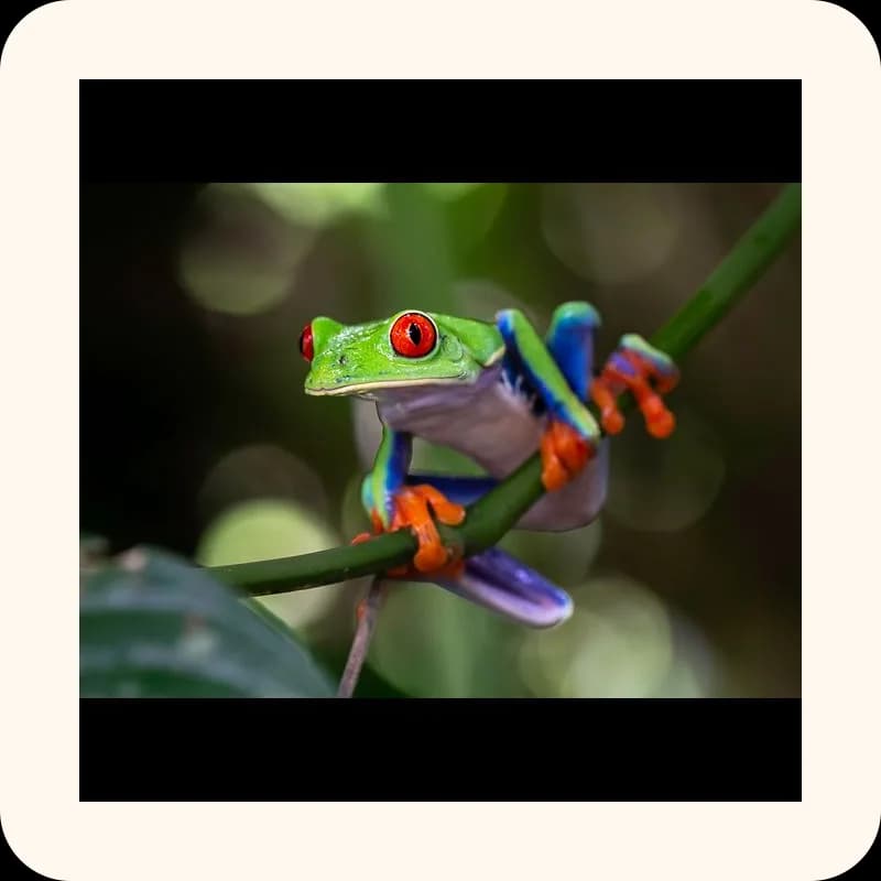 frog
