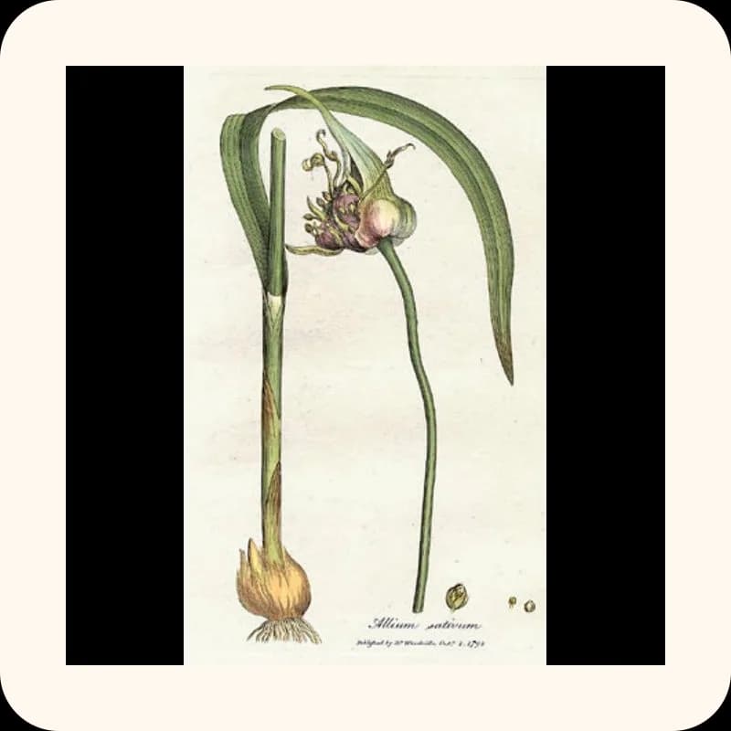 garlic
