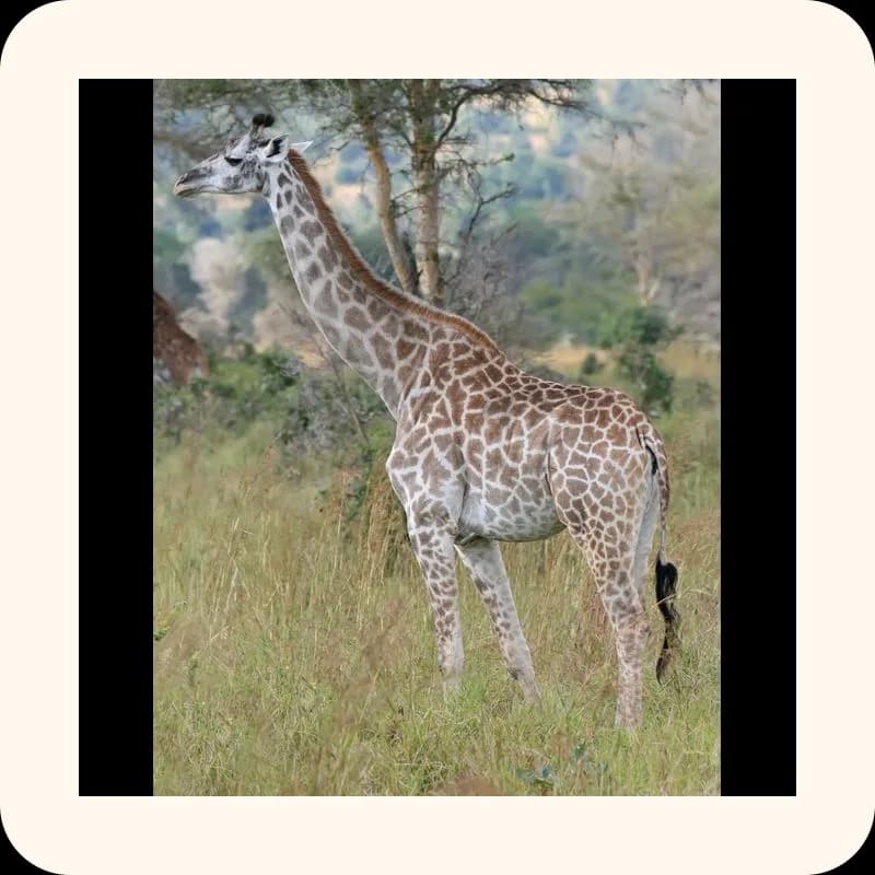 giraffe