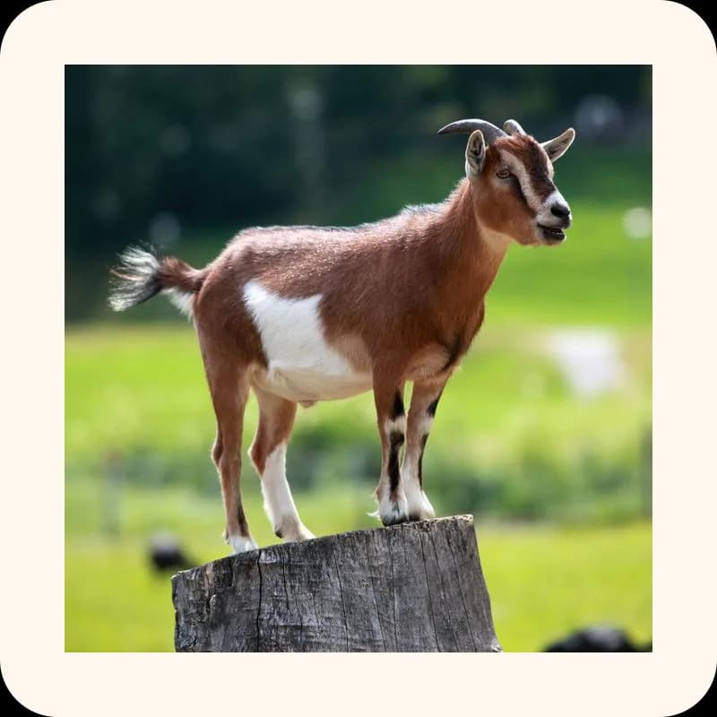 goat