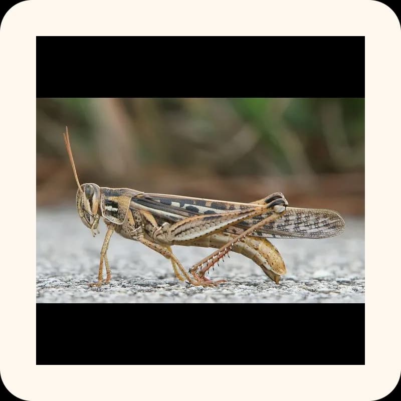 grasshopper