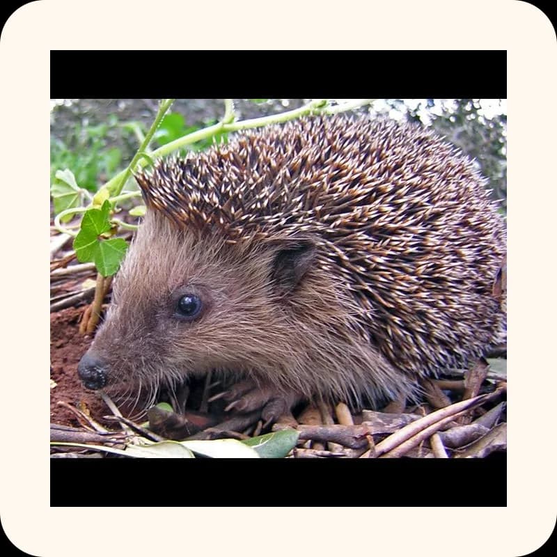 hedgehog