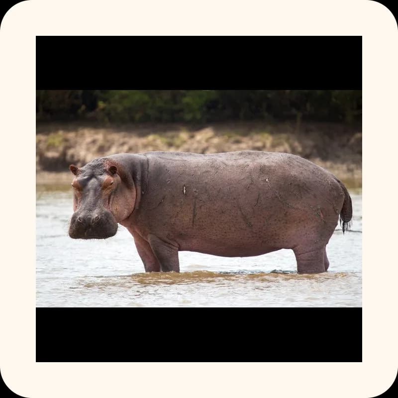 hippopotamus