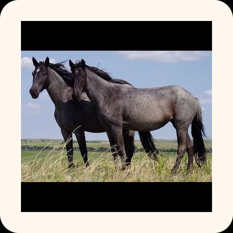 horse