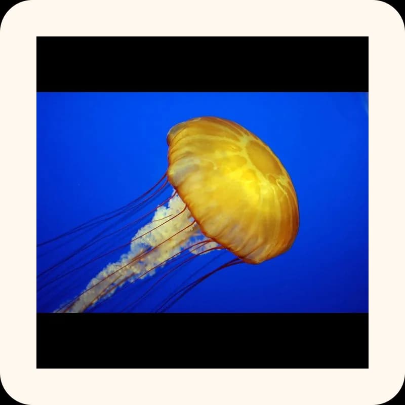 jellyfish
