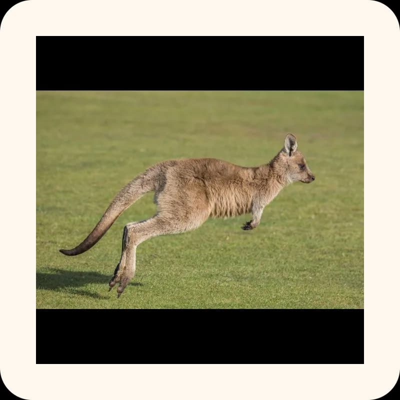 kangaroo