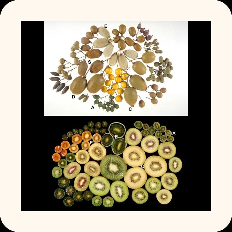 kiwi