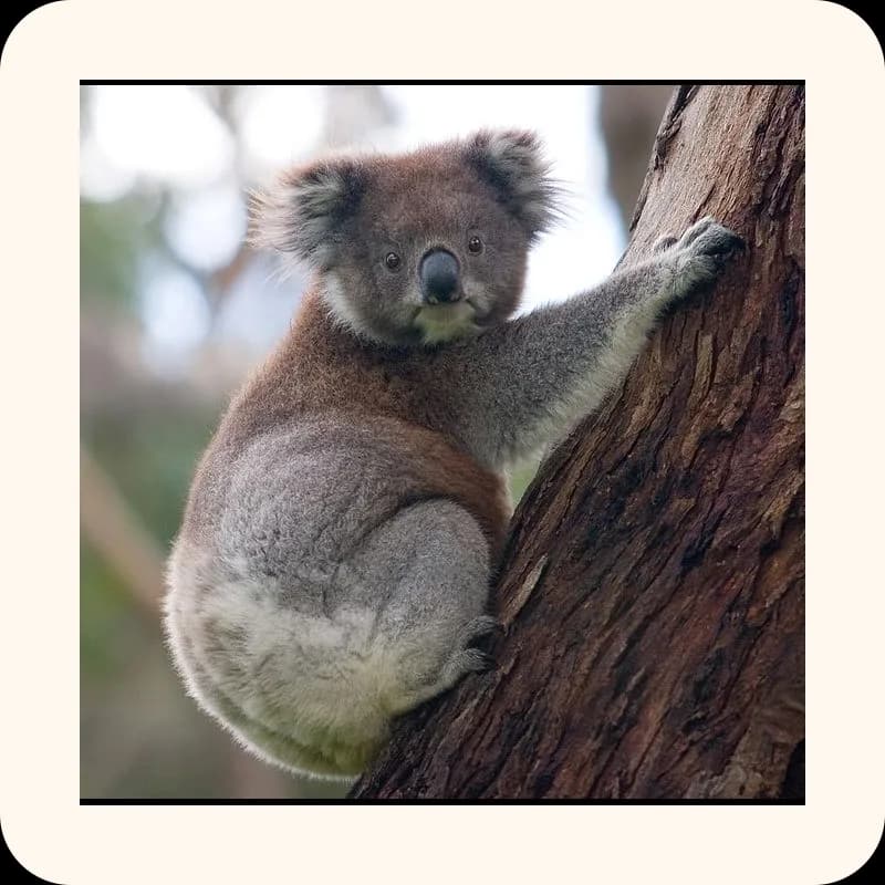 koala