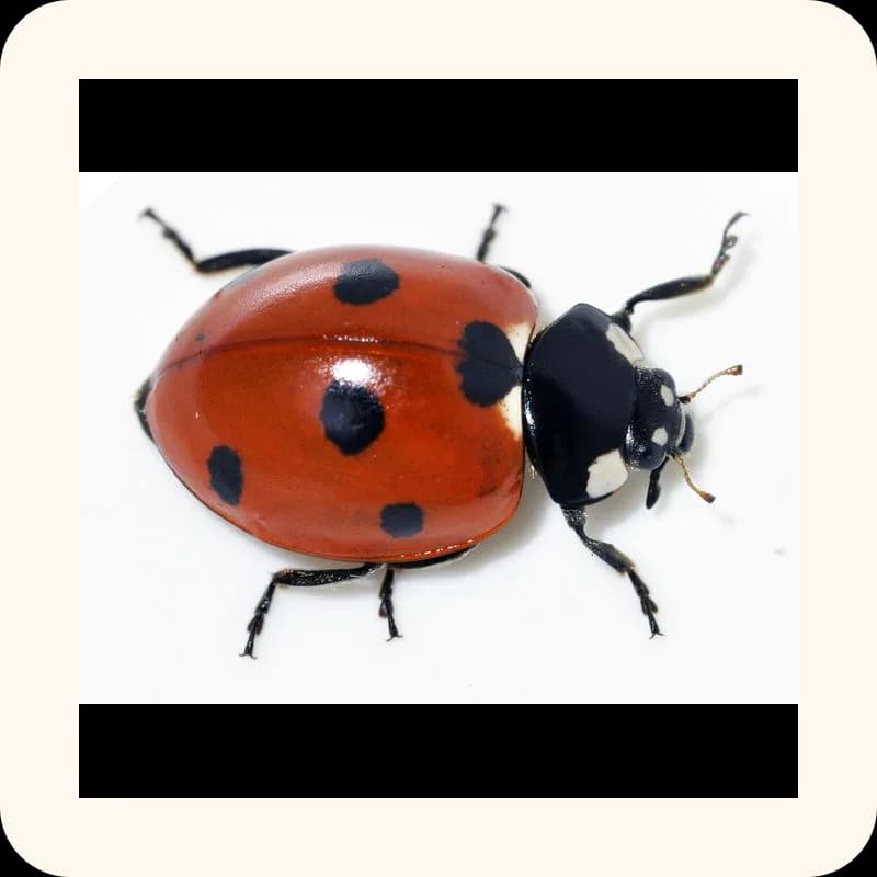 ladybug
