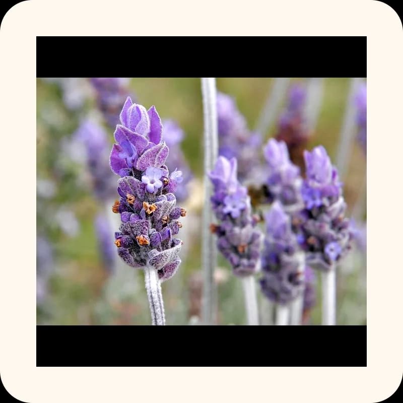 lavender