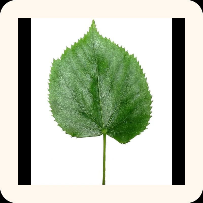 leaf