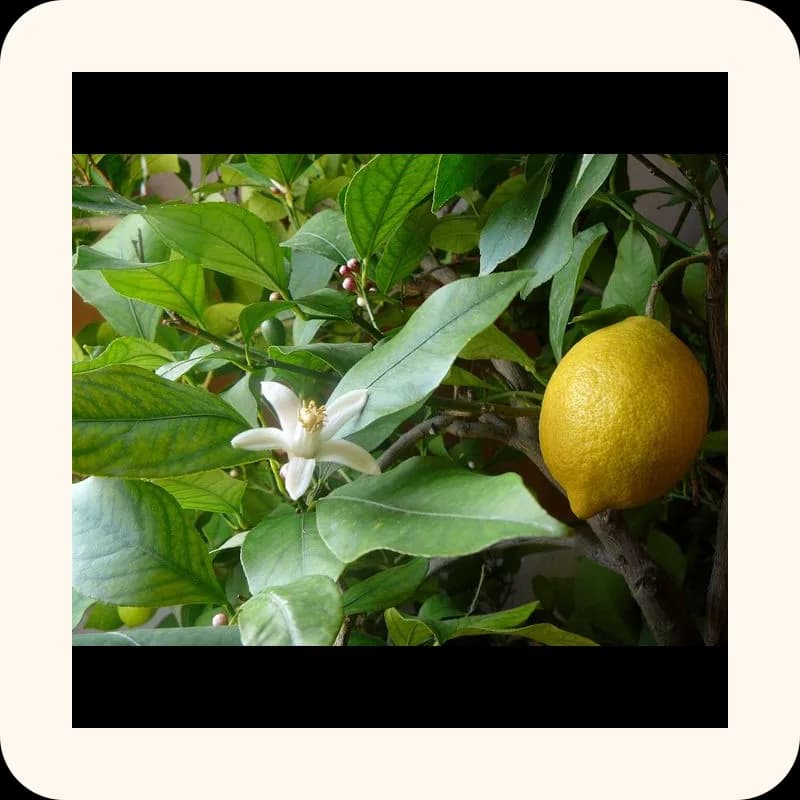 lemon