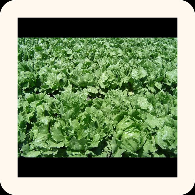 lettuce