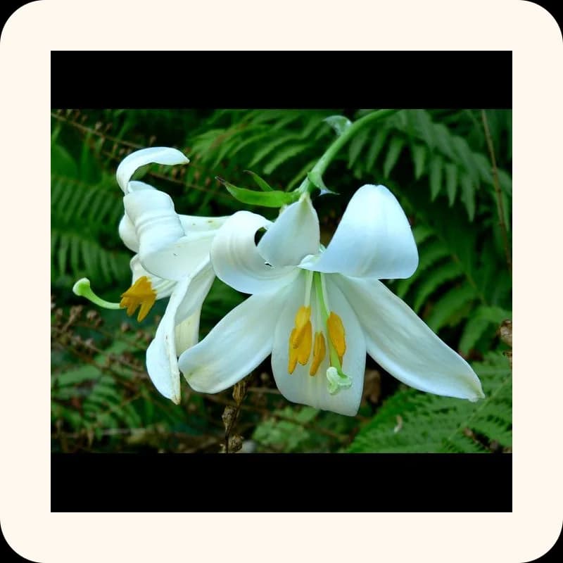 lily