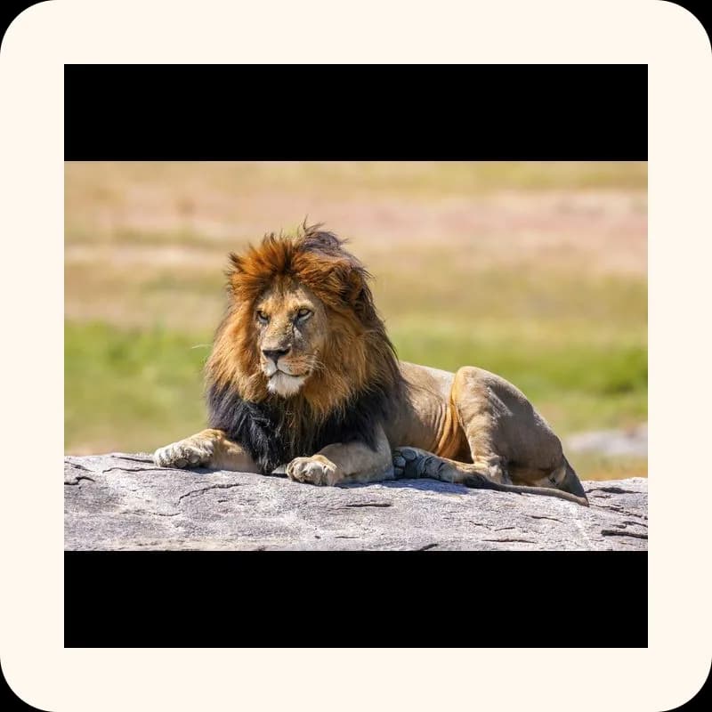 lion