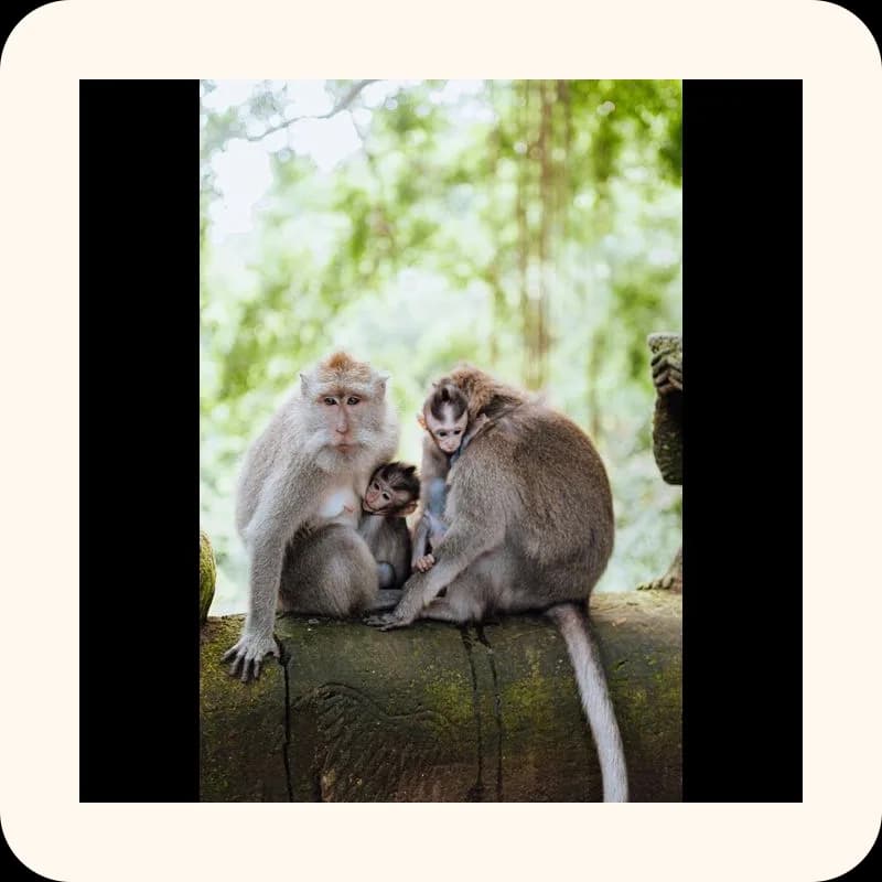 monkey