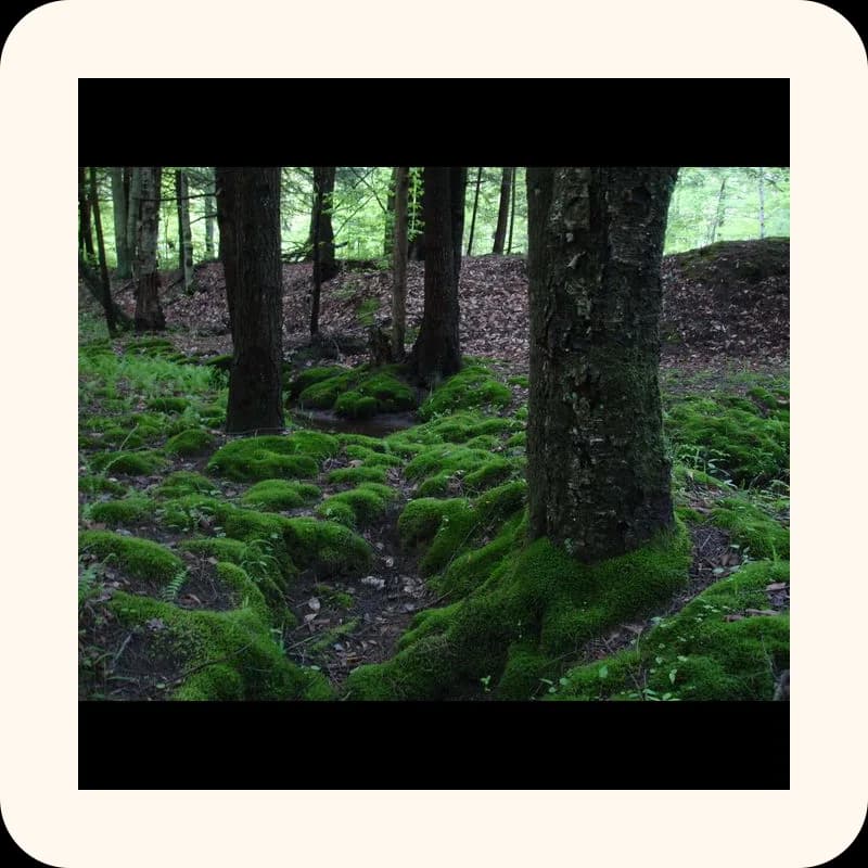 moss
