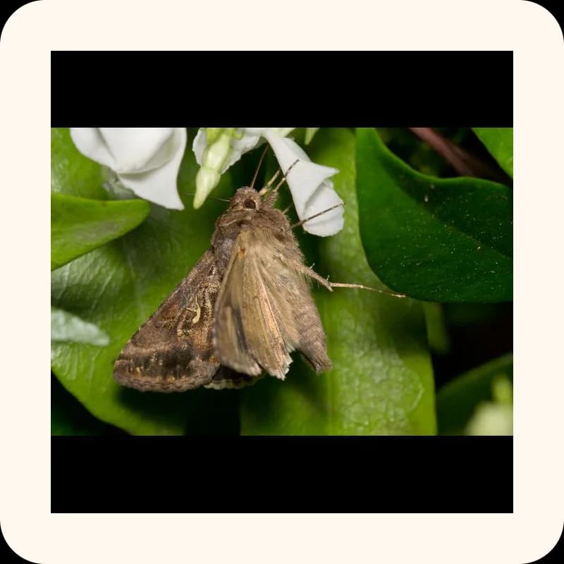 moth