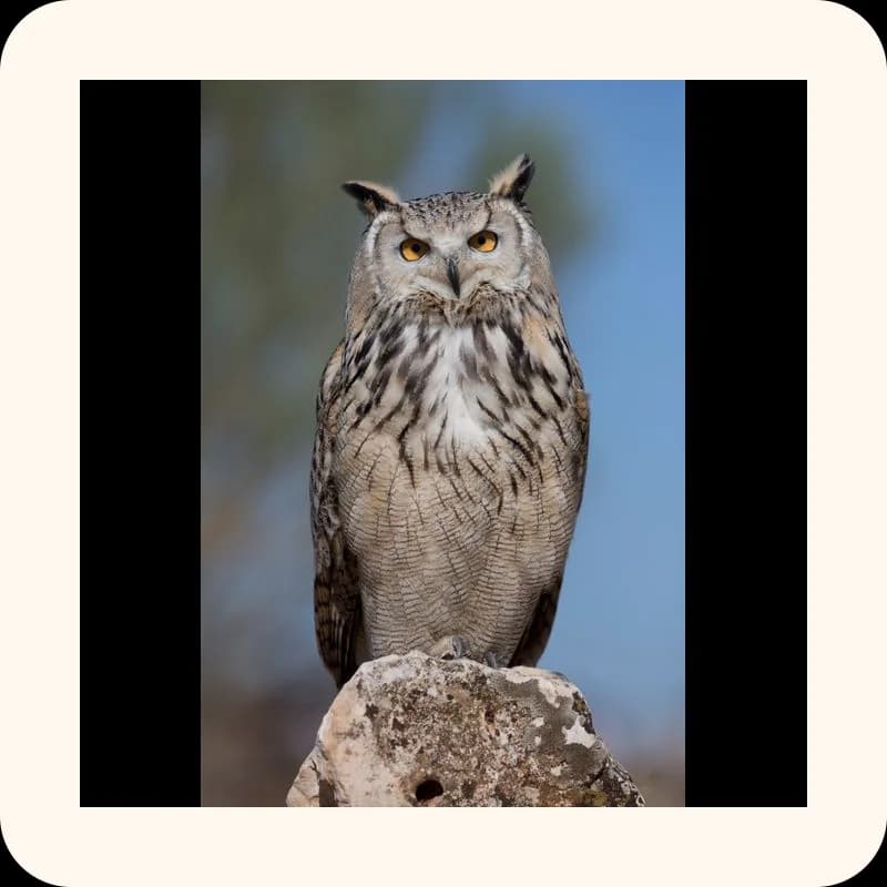 owl