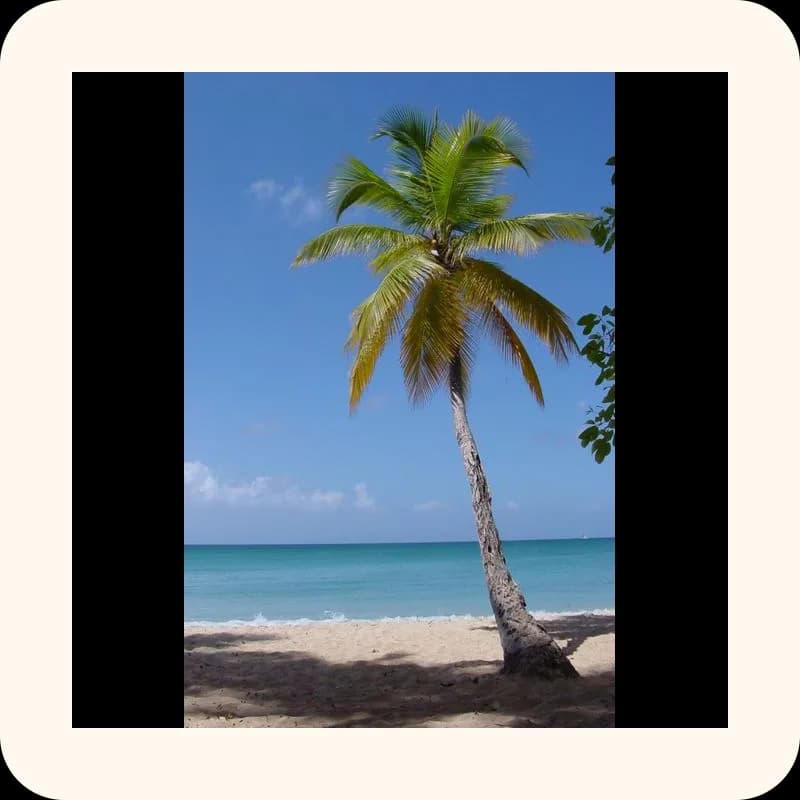 palm tree