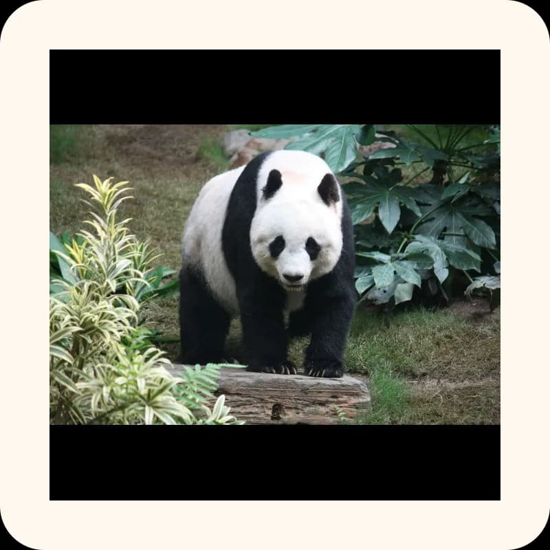 panda