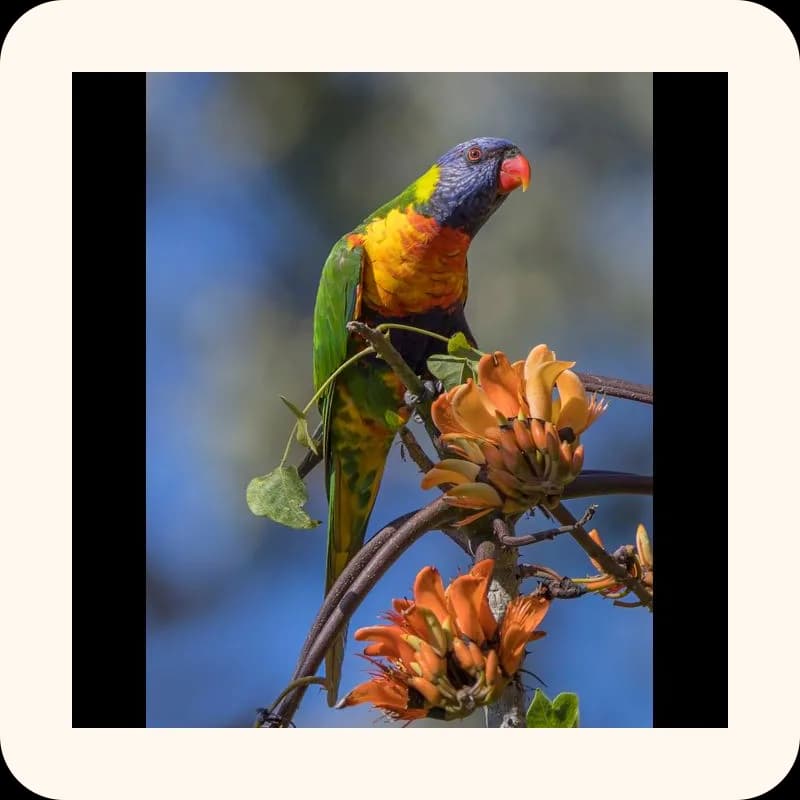 parrot